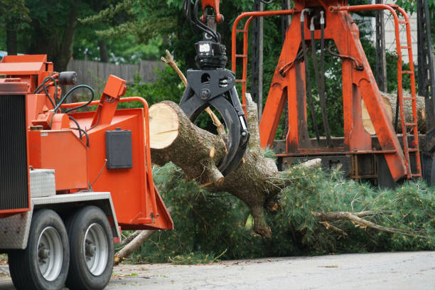 Best Affordable Tree Service  in USA